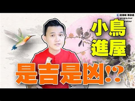 鳥飛入屋|【小鳥進屋】小鳥飛進屋的徵兆，原來這麼美好？